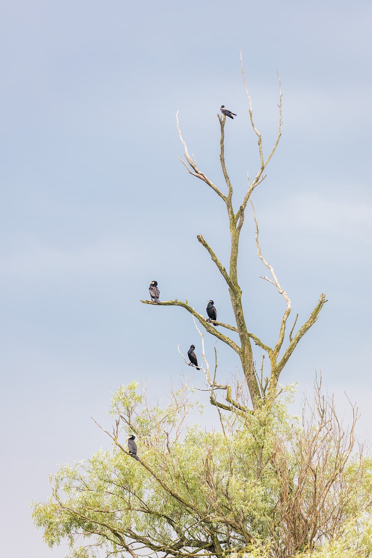 Danube Delta, Romania