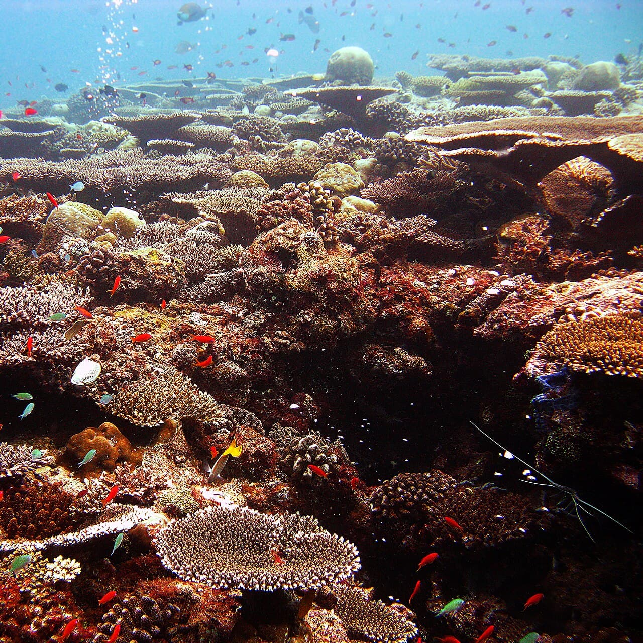 Ari Atoll, Maldives