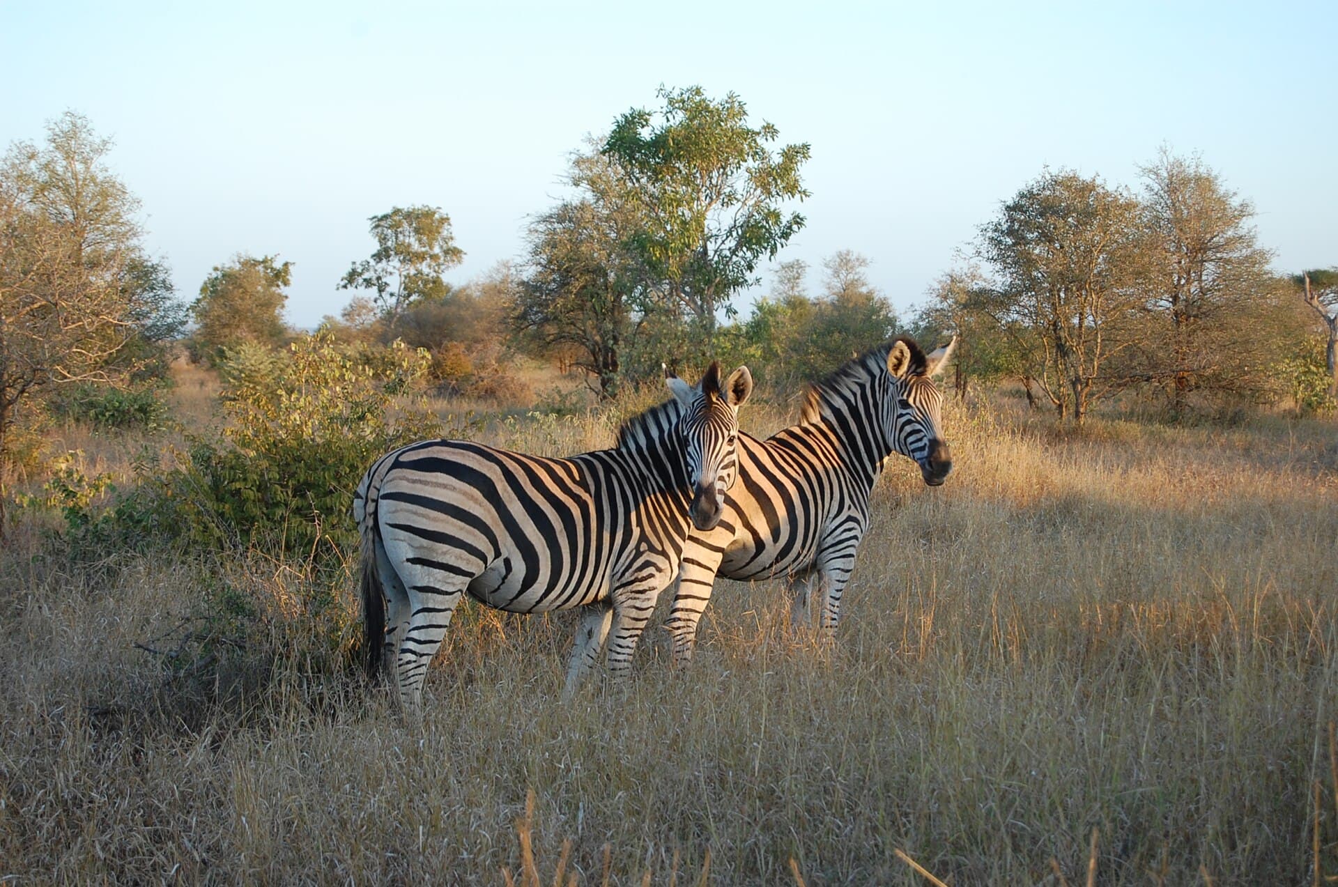 Kruger, South Africa